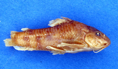 Aspidoras lakoi