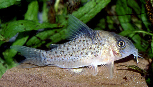 Hoplisoma sp. C021