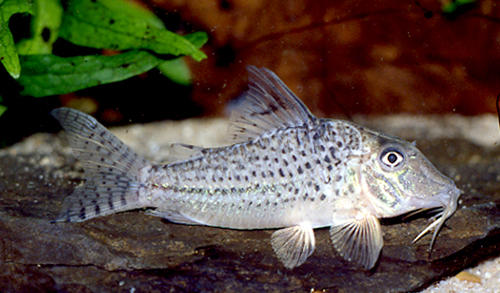 Corydoras sp. C024