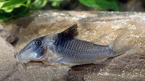 Corydoras sp. C029