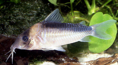 Corydoras sp. C039