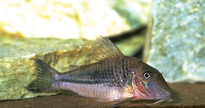 Corydoras sp. C051