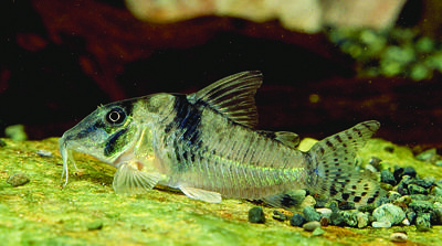 Corydoras sp. C061