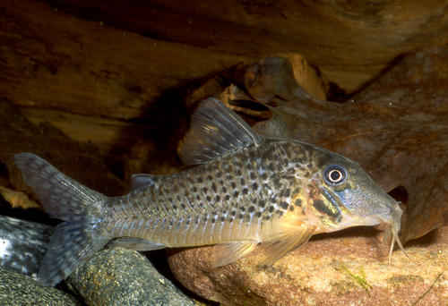 Corydoras sp. C063