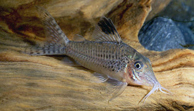 Corydoras sp. C077