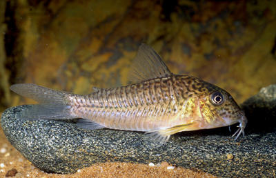 Corydoras sp. C094