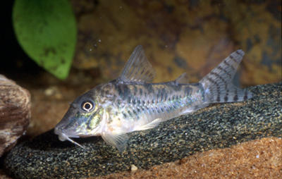 Corydoras sp. C099