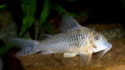 Corydoras sp. C124