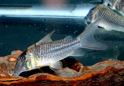 Corydoras sp. C145