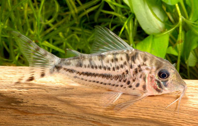 Corydoras sp. C155