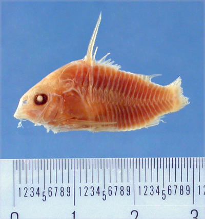 Hoplisoma amphibelum