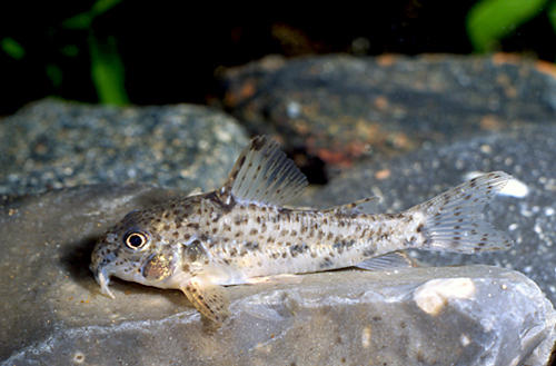 Hoplisoma flaveolum