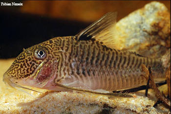 Corydoras geoffroy