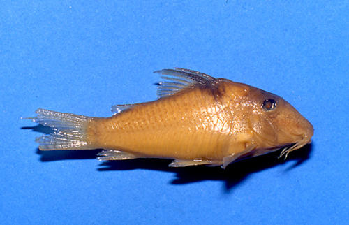 Corydoras saramaccensis