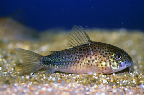 Corydoras similis, male. Picture courtesy: Ian Fuller