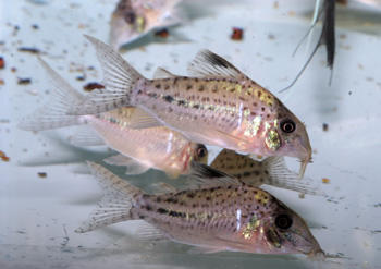 Corydoras species from the Rio Tigre. Picture courtesy: Ian Fuller