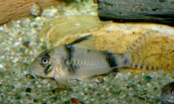 Corydoras sp. CW012