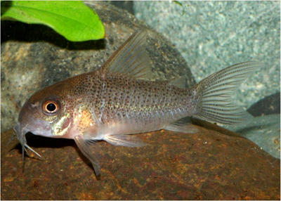 Hoplisoma sp. CW047