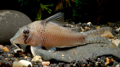 Corydoras sp. CW053