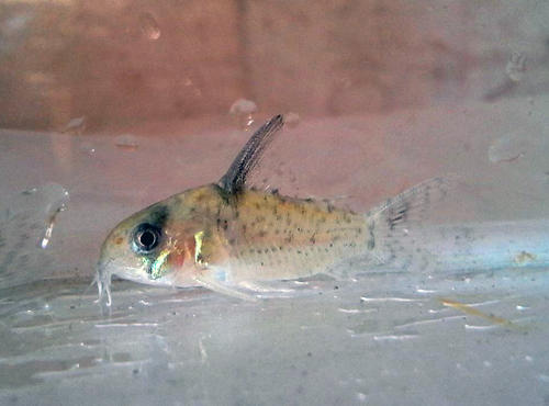 Corydoras sp. CW094