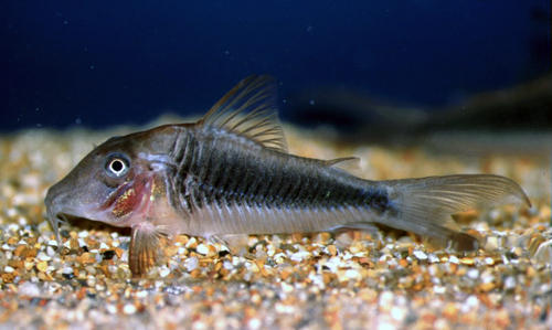 Corydoras treitlii