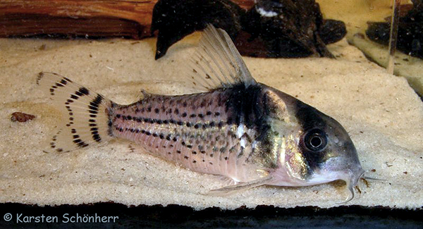 C. surinamensis adult female. Image Karsten Schoenherr.