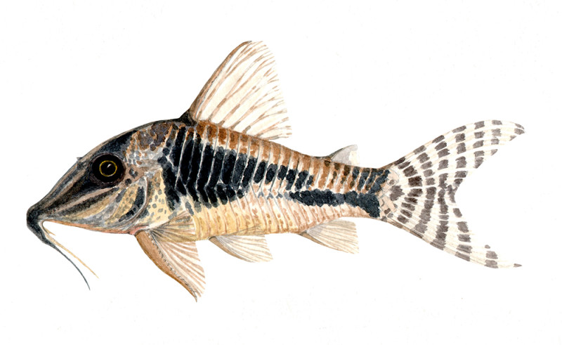 Corydoras fulleri 1 - Watercolour print