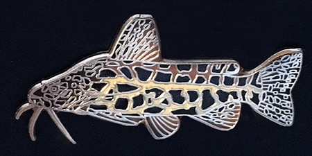 Catfish Brooch - Liosomadoras oncinus