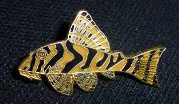 Catfish Brooch - P. compta (L134)