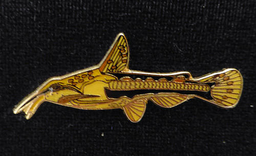 Catfish Brooch  - Amblydoras hancocki