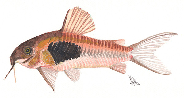 Osteogaster SP. CW097 - Original watercolour