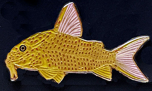 Catfish brooch - Hoplisoma eversi