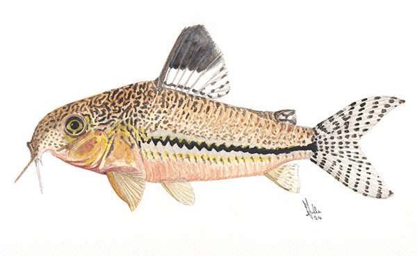 Hoplisoma acrensis - Watercolour print