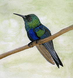 Blue green Humming bird