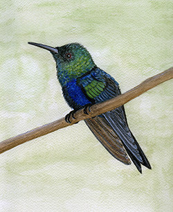 Watercolour Print - Blue Green hummingbird