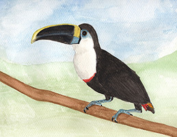 Watercolour print - Toucan