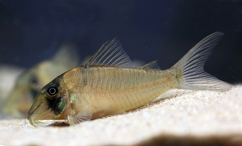 Corydoras sp. CW195