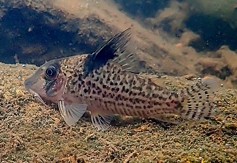 Corydoras sp. CW206