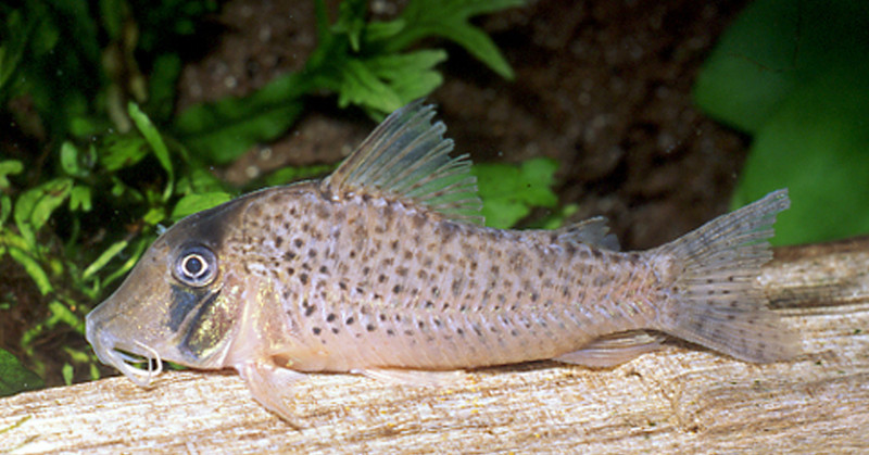 Corydoras iiap