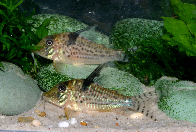 Corydoras blochi