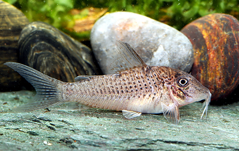 Corydoras cervinus