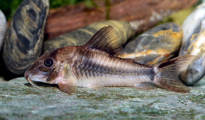 Corydoras cortesi