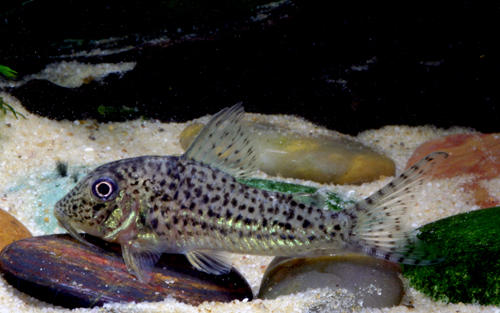 Corydoras maculifer