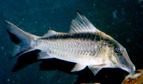 Corydoras narcissus