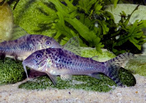 Corydoras negro