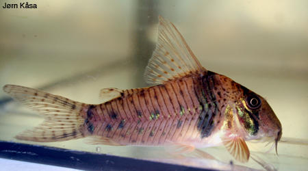 Corydoras orcesi