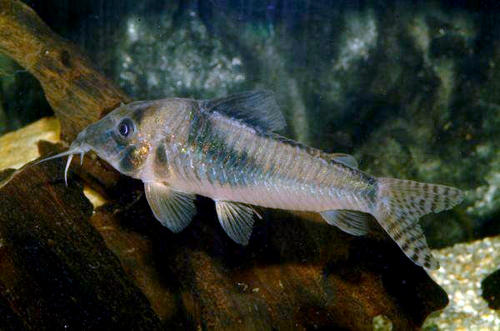 Corydoras septentrionalis