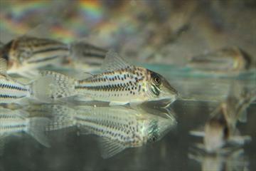 Corydoras sp. CW066