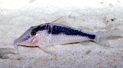 Corydoras sp. CW073