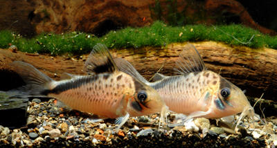 Corydoras sp. CW074